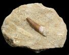Plesiosaur (Zarafasaura) Tooth In Rock #44839-1